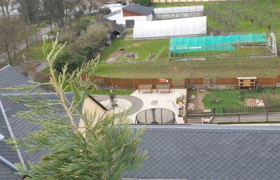 Sequoiadendron giganteum - sekvojovec obrovský - v koruně stromu 07